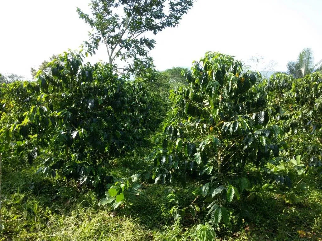 86  Find: Bernardino Aliaga -Taipiplaya (Bolivia) Microlot Roast, NEW FARMER!