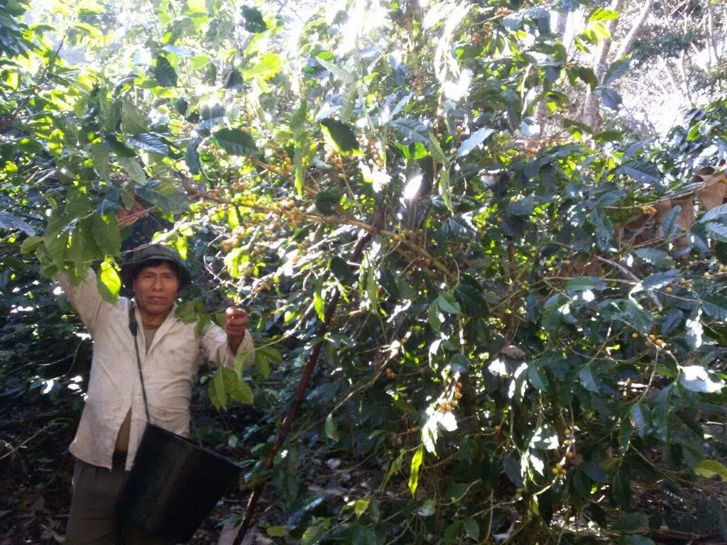 86  Find: Bernardino Aliaga -Taipiplaya (Bolivia) Microlot Roast, NEW FARMER!