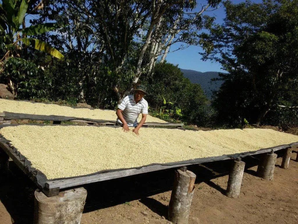 86  Find: Bernardino Aliaga -Taipiplaya (Bolivia) Microlot Roast, NEW FARMER!