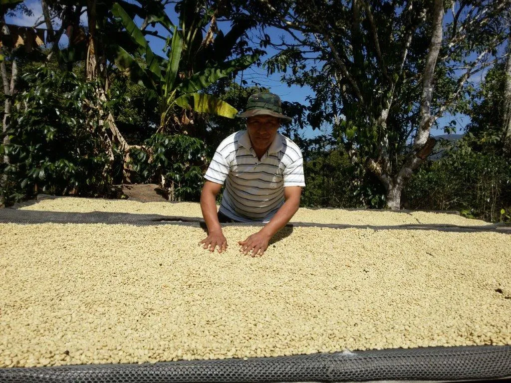 86  Find: Bernardino Aliaga -Taipiplaya (Bolivia) Microlot Roast, NEW FARMER!