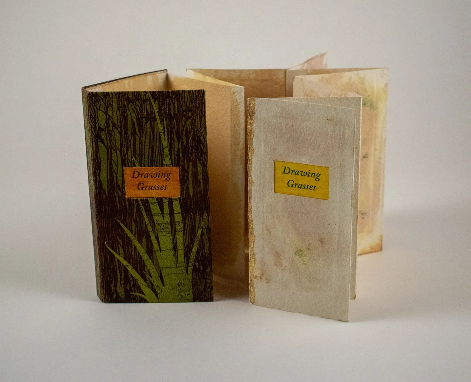 Drawing Grasses by Alicia Bailey
