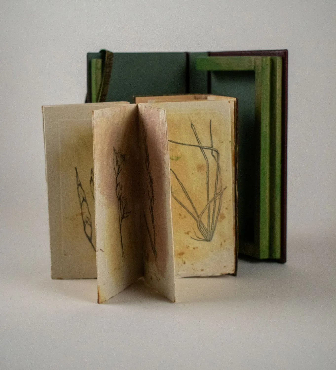 Drawing Grasses by Alicia Bailey