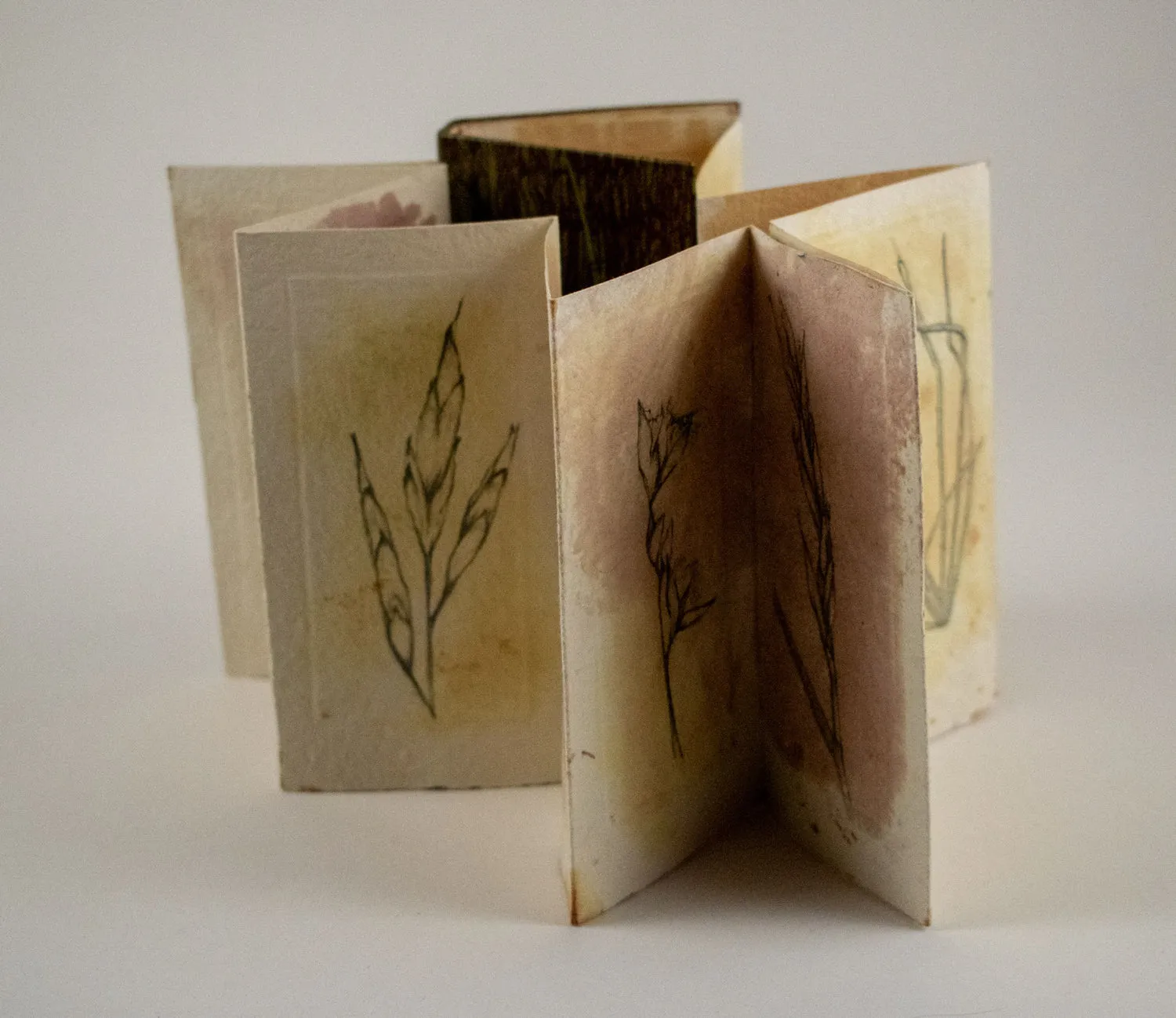 Drawing Grasses by Alicia Bailey