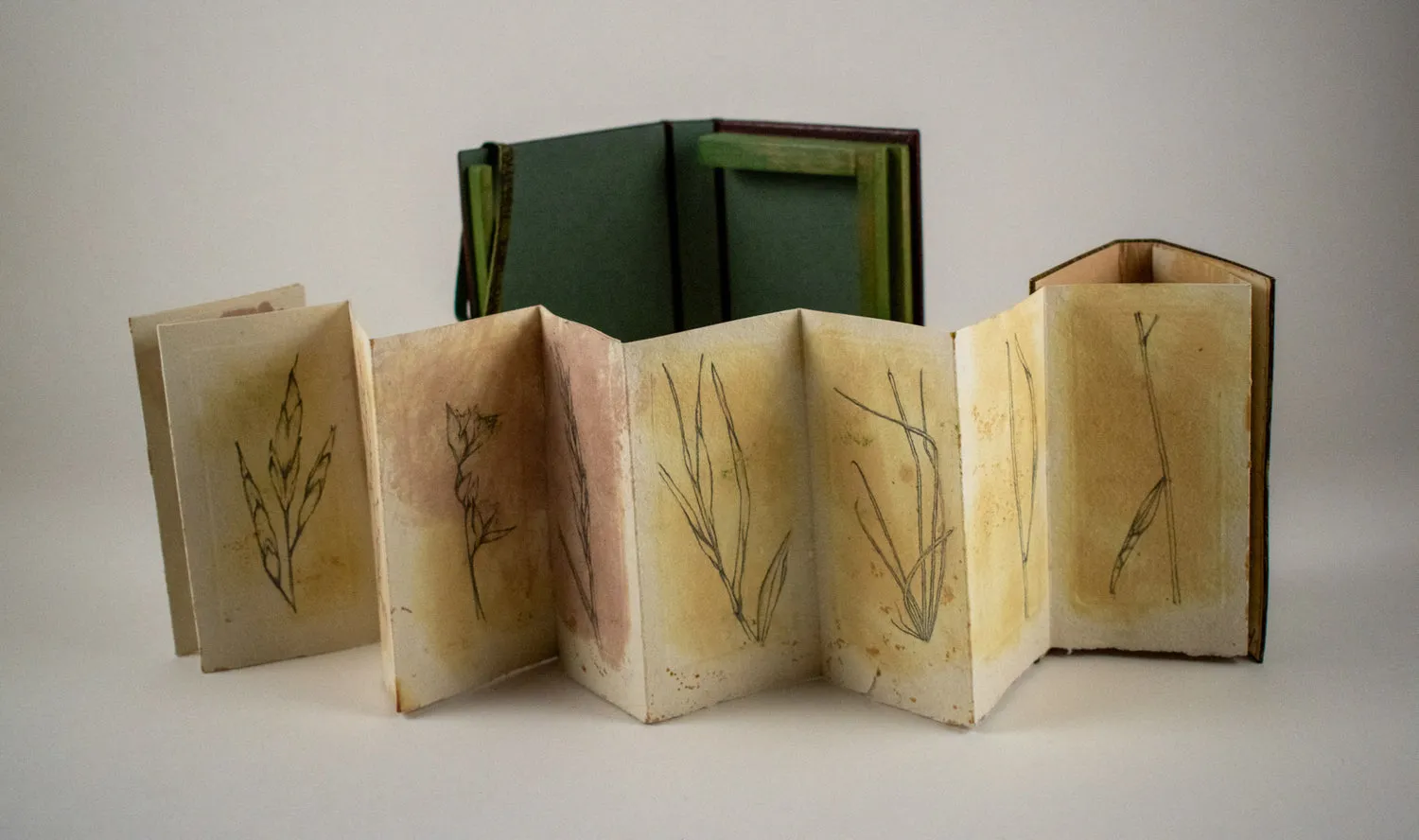 Drawing Grasses by Alicia Bailey