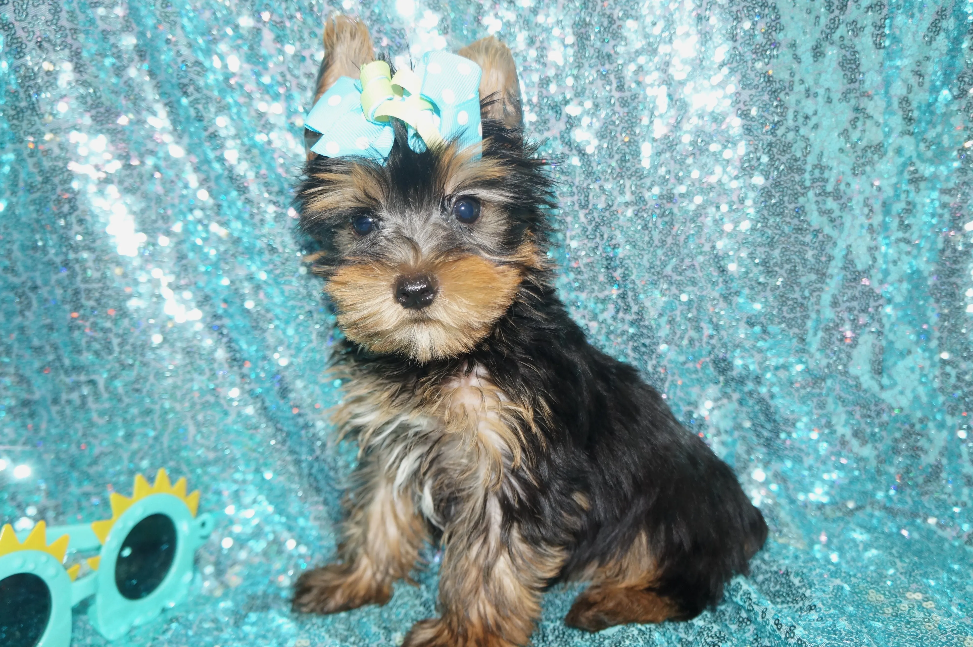 EARLY BLACK FRIDAY SALE!!! $500 OFF!! THIS WEEK ONLY!! Harvey Yorkshire Terrier Yorkie Black And Gold  9-9-2023  READY NOW!! Click Here For More Info