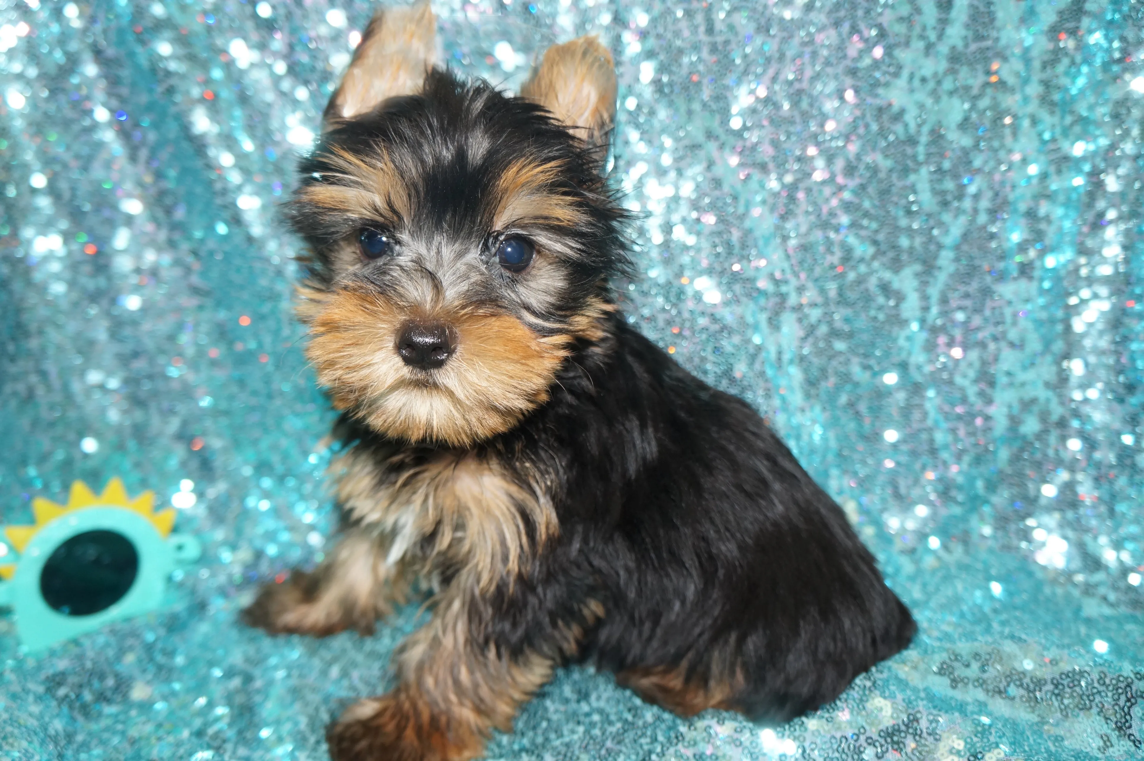EARLY BLACK FRIDAY SALE!!! $500 OFF!! THIS WEEK ONLY!! Harvey Yorkshire Terrier Yorkie Black And Gold  9-9-2023  READY NOW!! Click Here For More Info