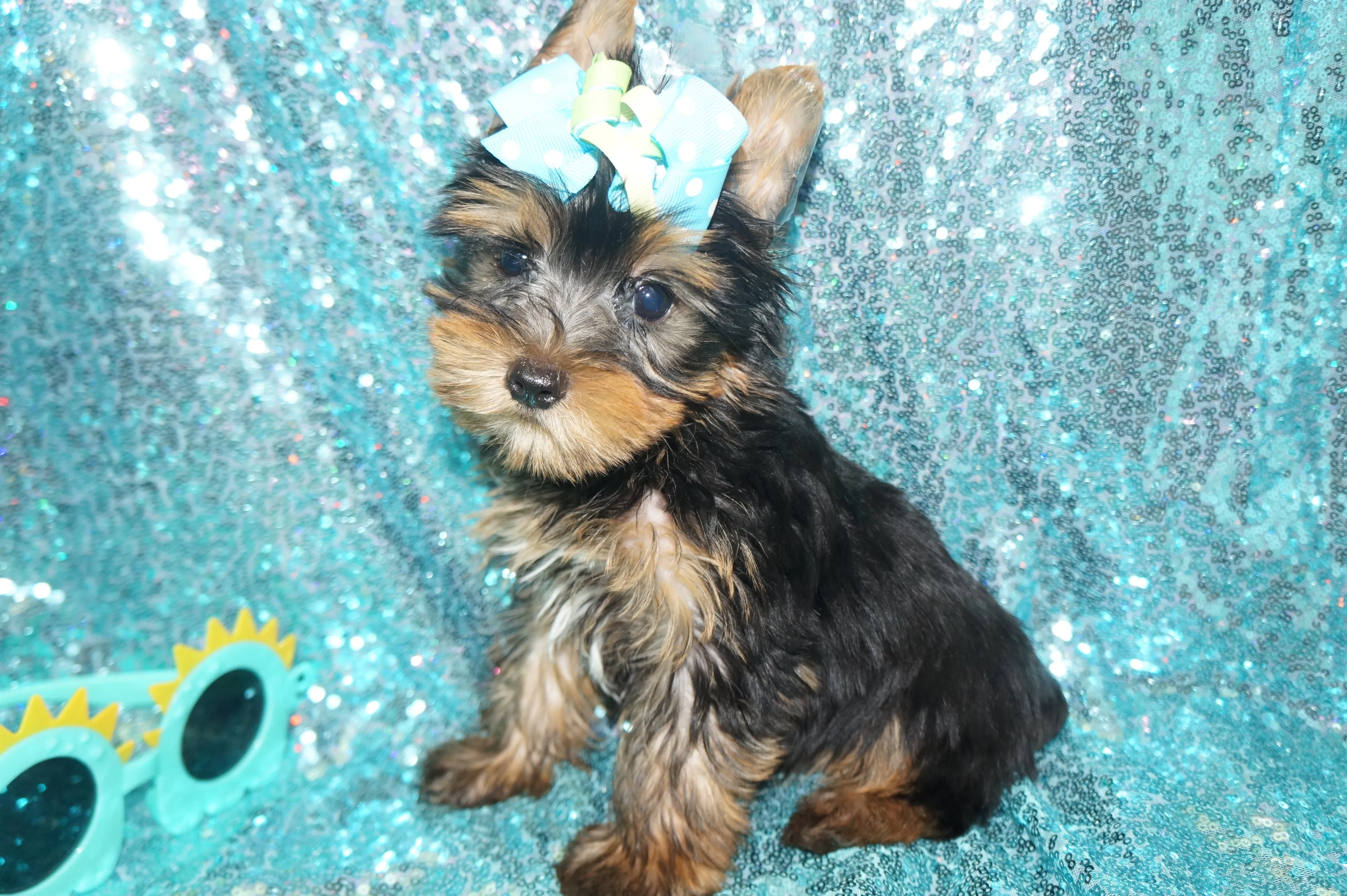 EARLY BLACK FRIDAY SALE!!! $500 OFF!! THIS WEEK ONLY!! Harvey Yorkshire Terrier Yorkie Black And Gold  9-9-2023  READY NOW!! Click Here For More Info