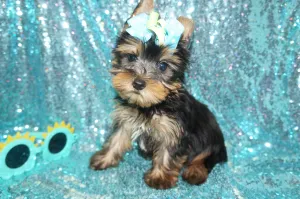 EARLY BLACK FRIDAY SALE!!! $500 OFF!! THIS WEEK ONLY!! Harvey Yorkshire Terrier Yorkie Black And Gold  9-9-2023  READY NOW!! Click Here For More Info
