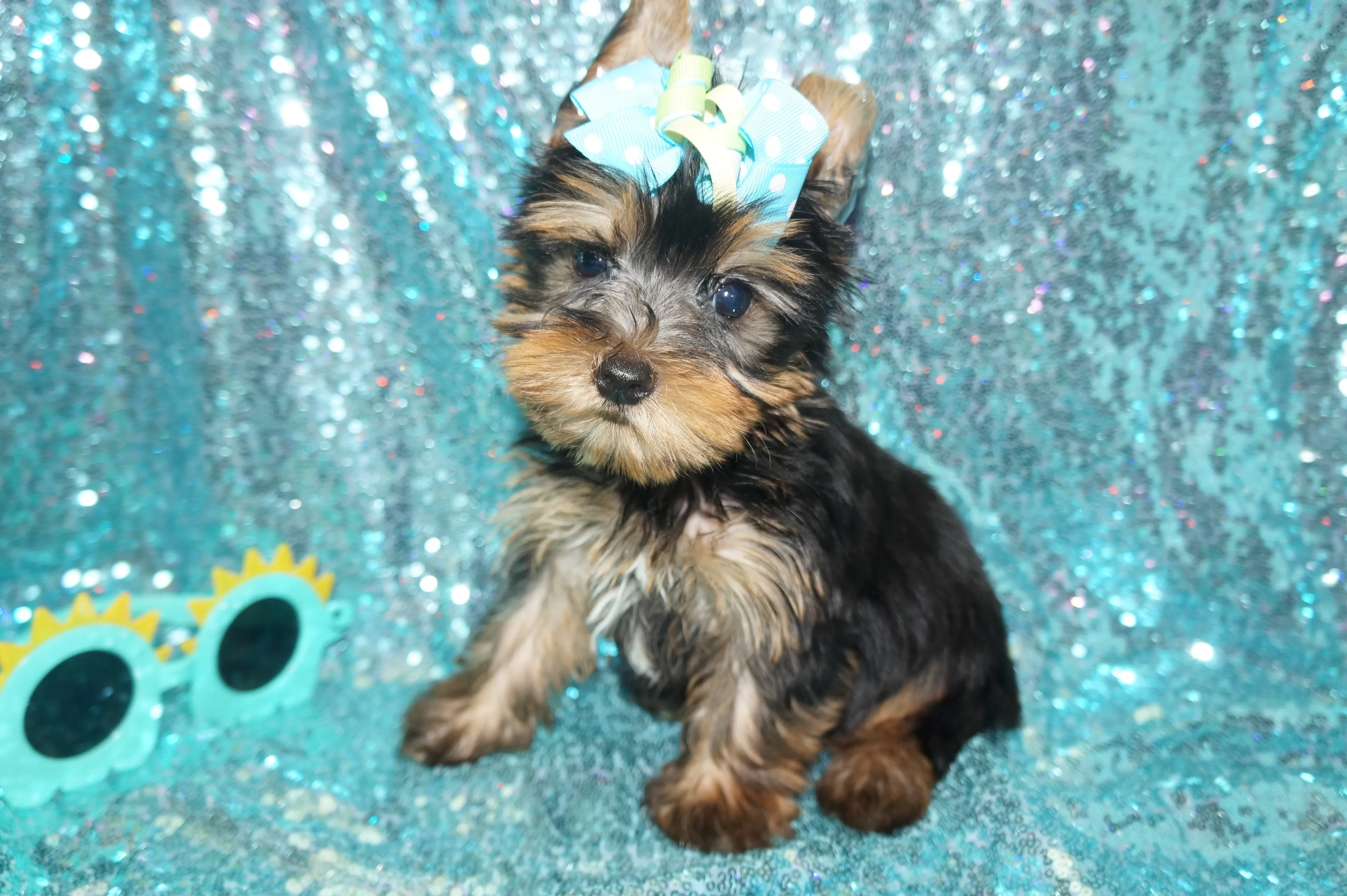 EARLY BLACK FRIDAY SALE!!! $500 OFF!! THIS WEEK ONLY!! Harvey Yorkshire Terrier Yorkie Black And Gold  9-9-2023  READY NOW!! Click Here For More Info