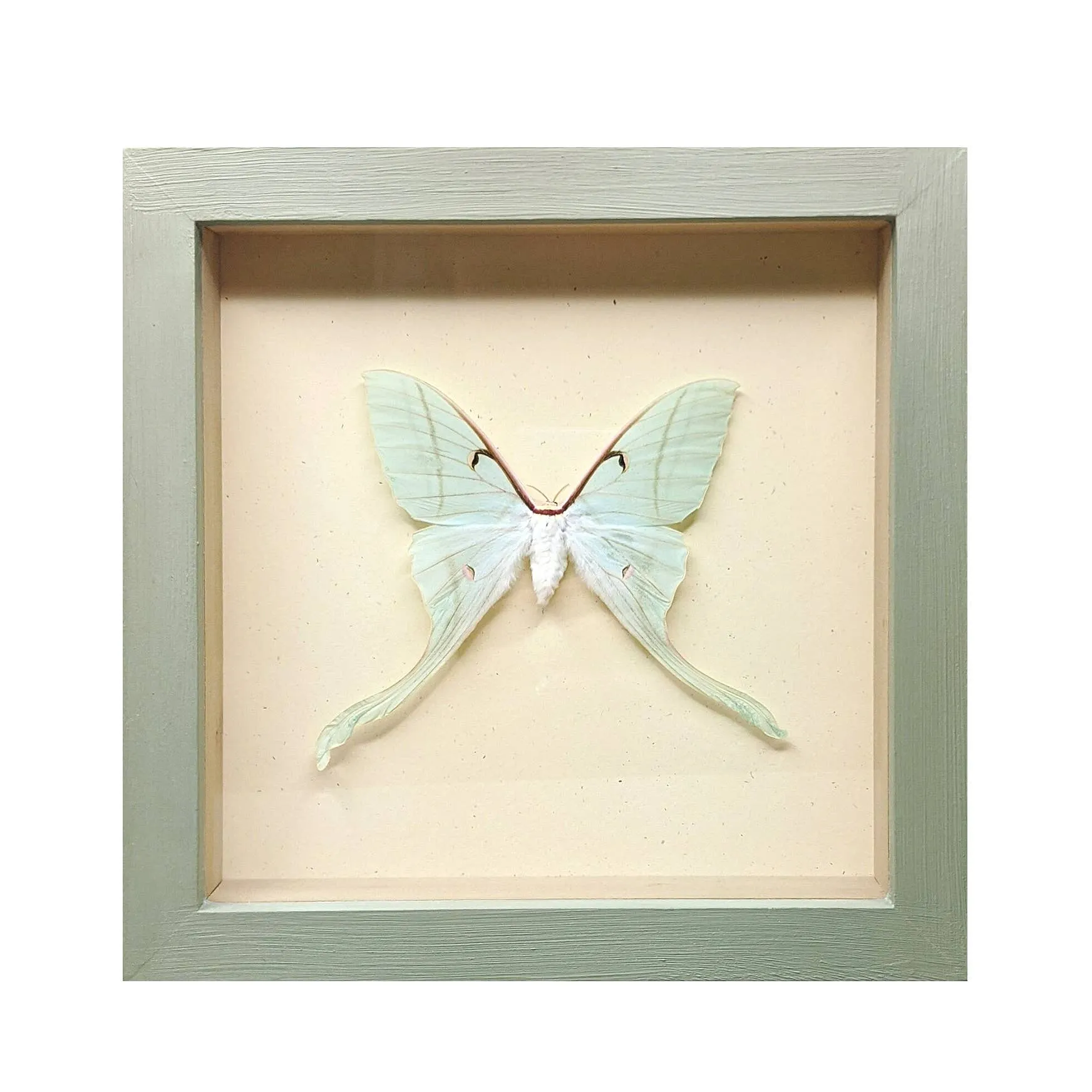 Luna Moth Shadowbox
