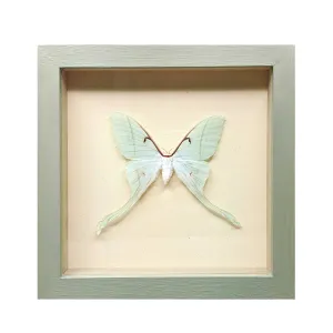 Luna Moth Shadowbox